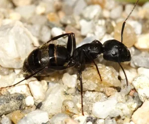 image of a carpenter ant, specifically a camponotus japonicus