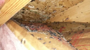 a large number of carpenter ants in what appears to be an attic or crawl space